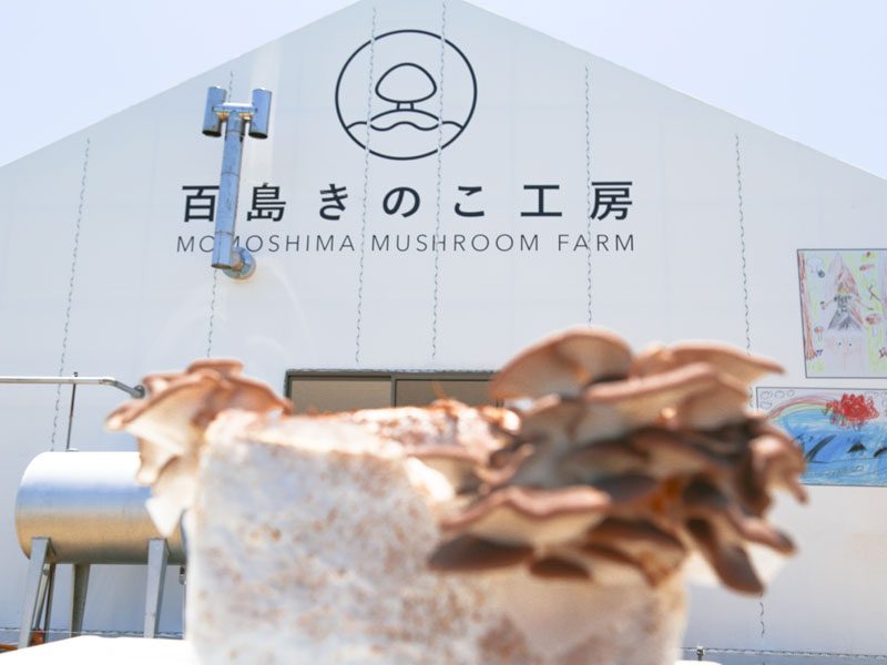 kinoko01