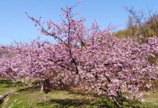 桃の花、河津桜、水仙。百島に、春の花が咲き揃いました。