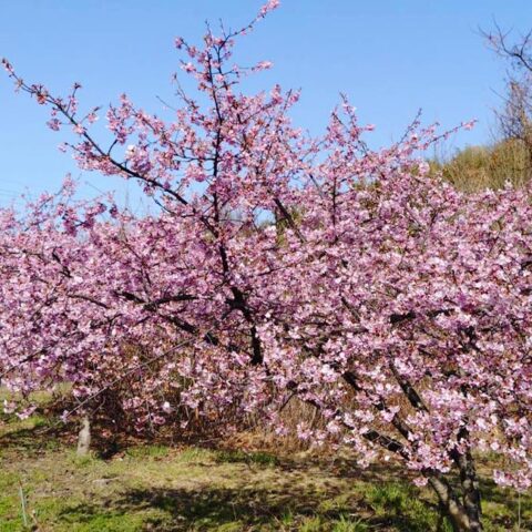 桃の花、河津桜、水仙。百島に、春の花が咲き揃いました。