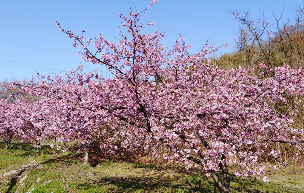 桃の花、河津桜、水仙。百島に、春の花が咲き揃いました。