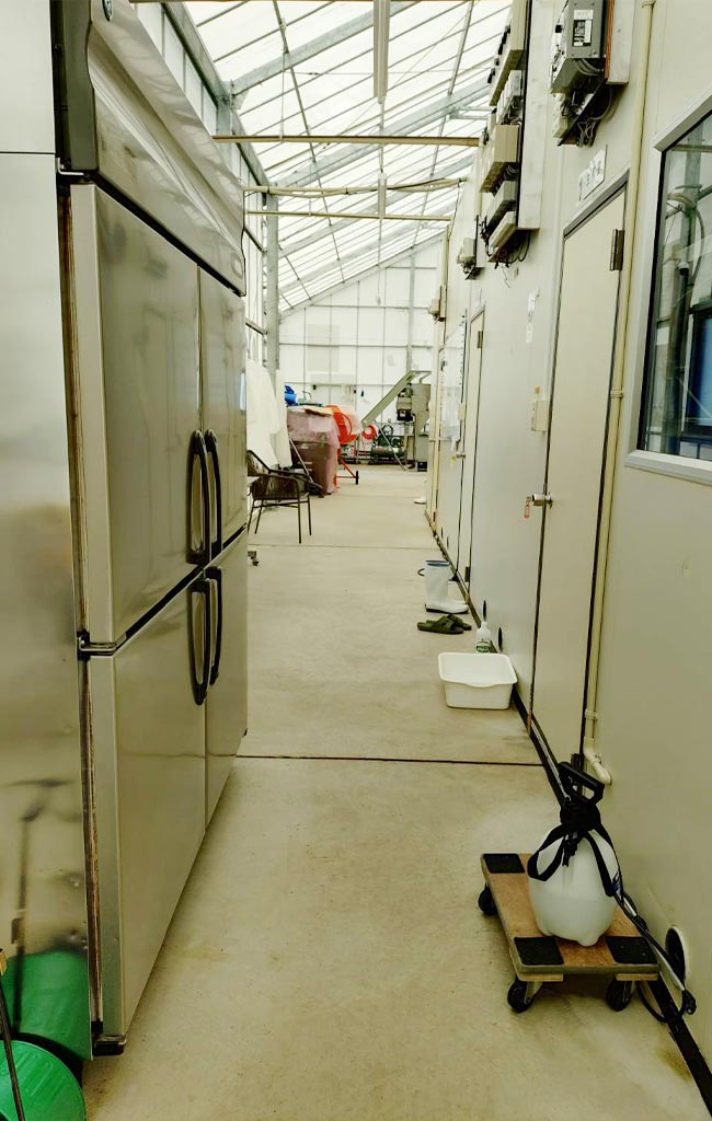 百島きのこ工房の生育室の棚。多数の菌床が整然と並ぶ全景