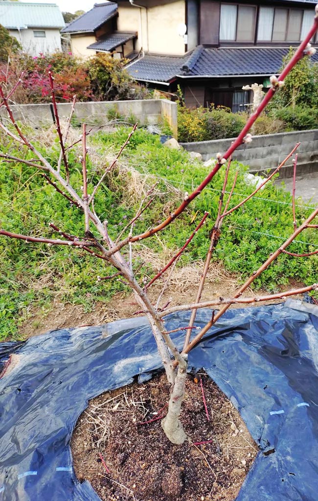 百島の桃の木のつぼみ。春を待ってふくらみはじめた枝先のアップ