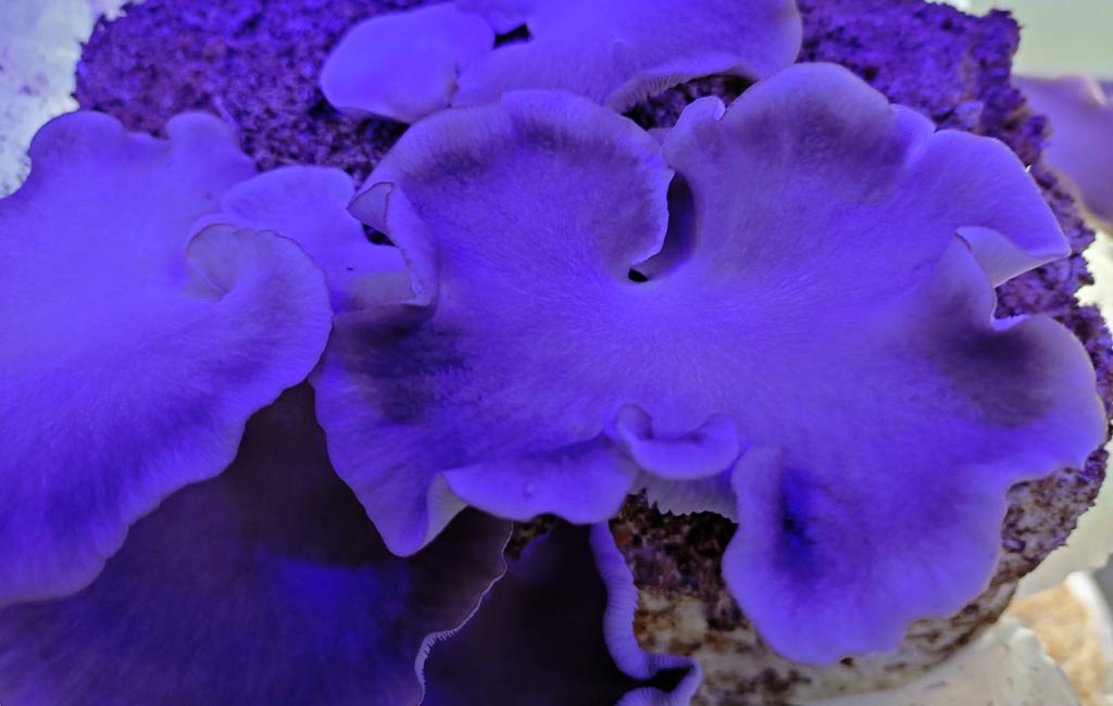 百島きのこ工房の生育室。青紫のLED照明の下、棚に菌床が並ぶ全景