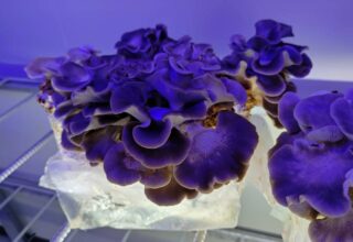 百島に、きのこ工房があります。島で育て、島の食卓へ。