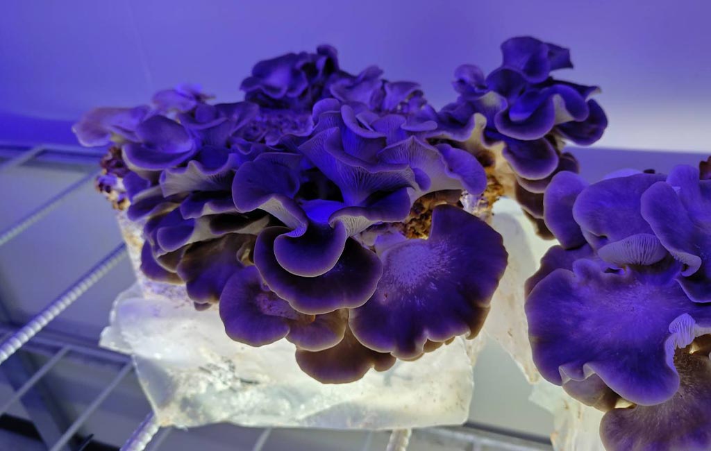 百島に、きのこ工房があります。島で育て、島の食卓へ。