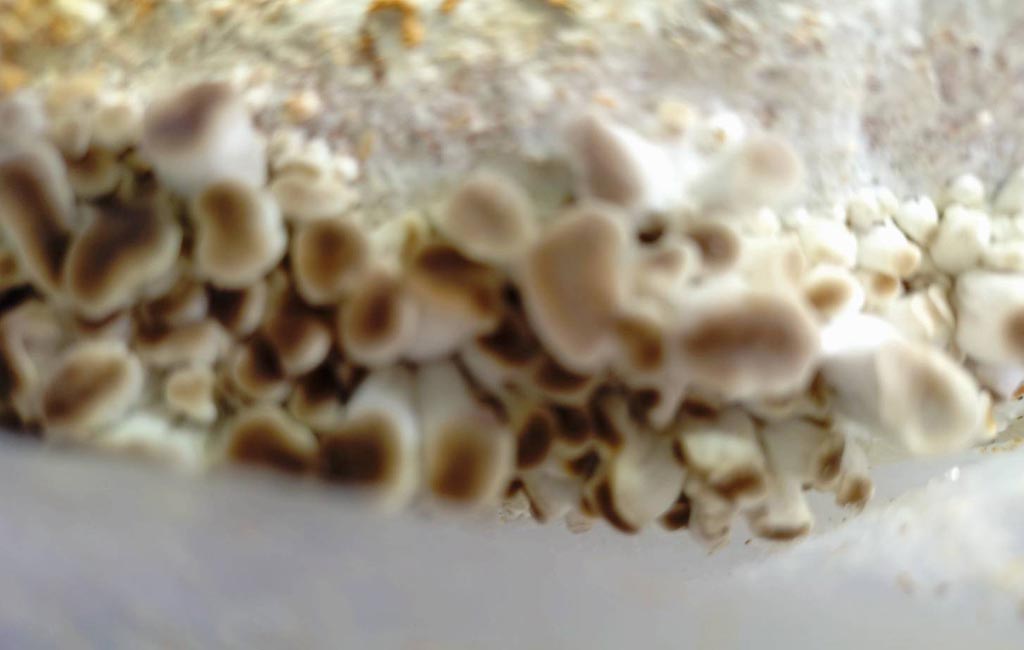 菌床の縁から芽を出し始めたきのこのアップ。収穫前の初期段階