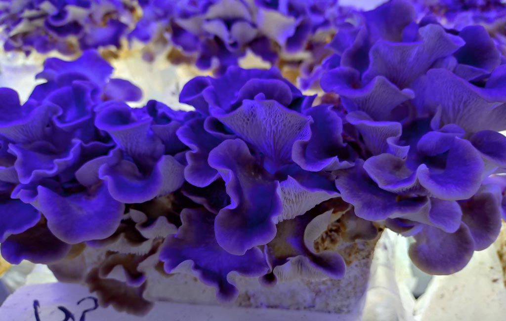 百島きのこ工房で収穫間近の菌床。ひとかたまりにぎっしりと実ったきのこ