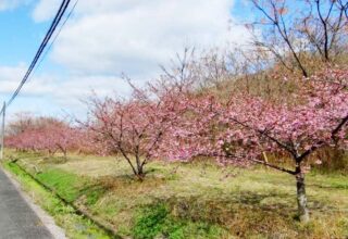 尾道から高速船20分。 百島の河津桜が、咲き始めました。