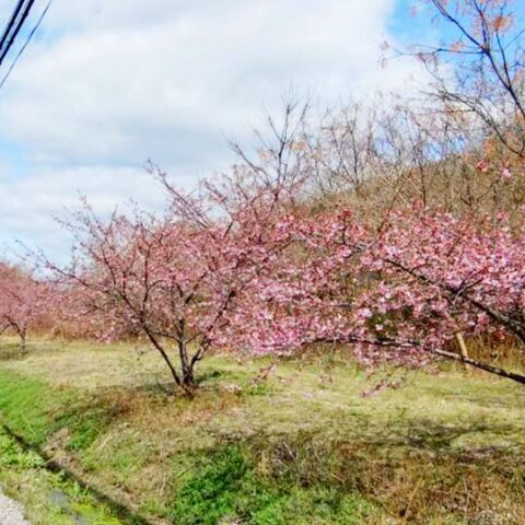 尾道から高速船20分。 百島の河津桜が、咲き始めました。