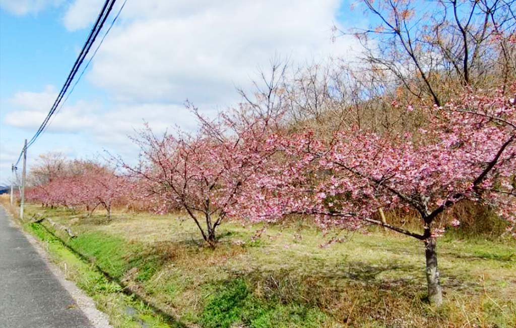 尾道から高速船20分。 百島の河津桜が、咲き始めました。