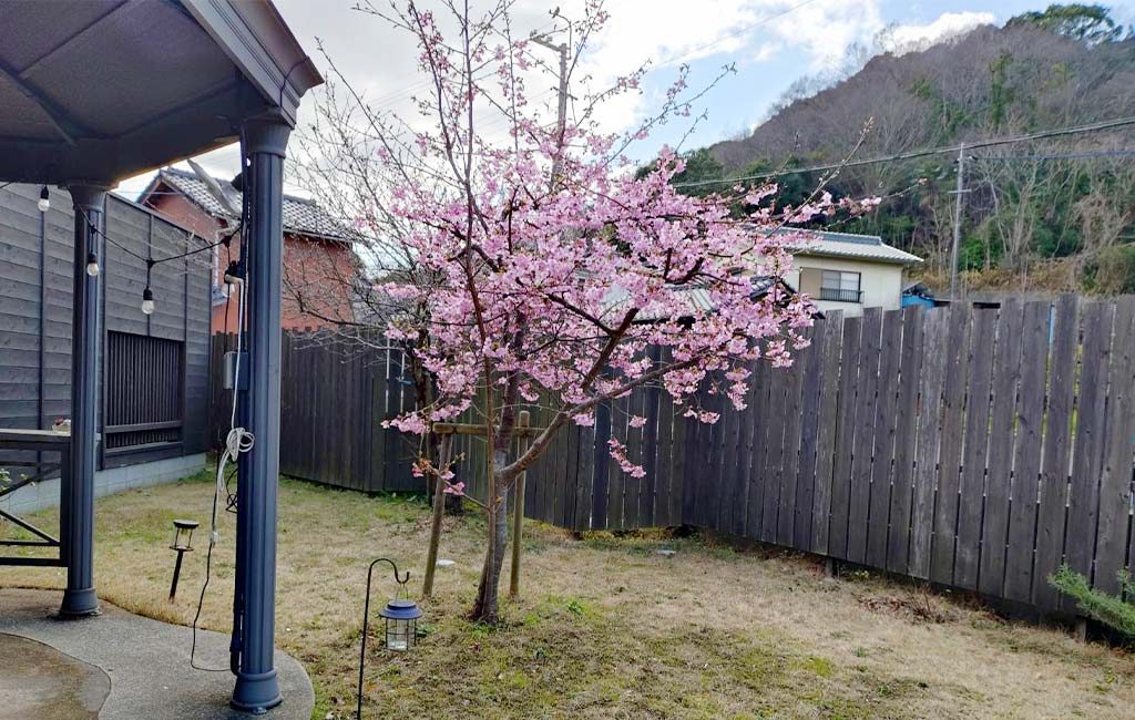 河津桜 百島 ヒトツルガーデン